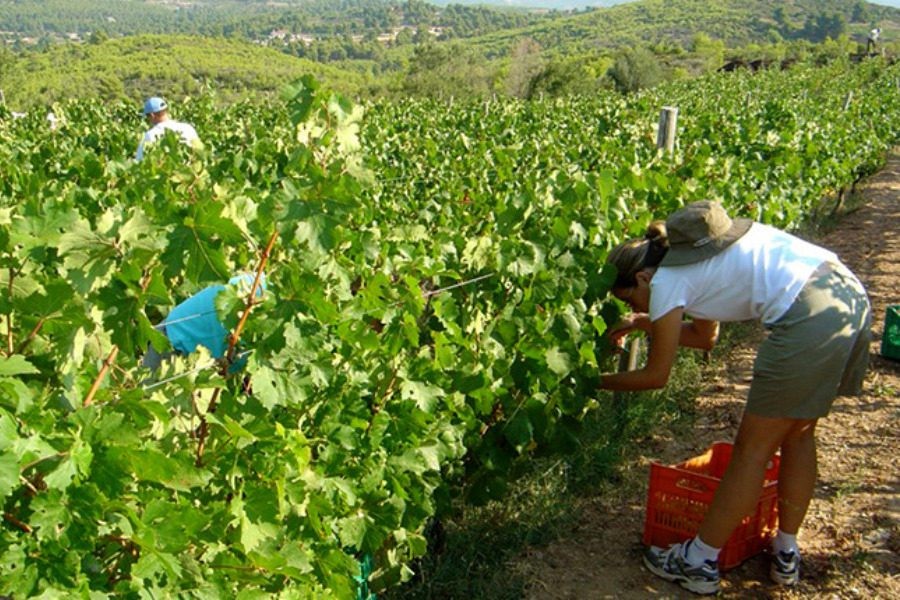 Ξεκίνησε πρώιμα ο τρύγος